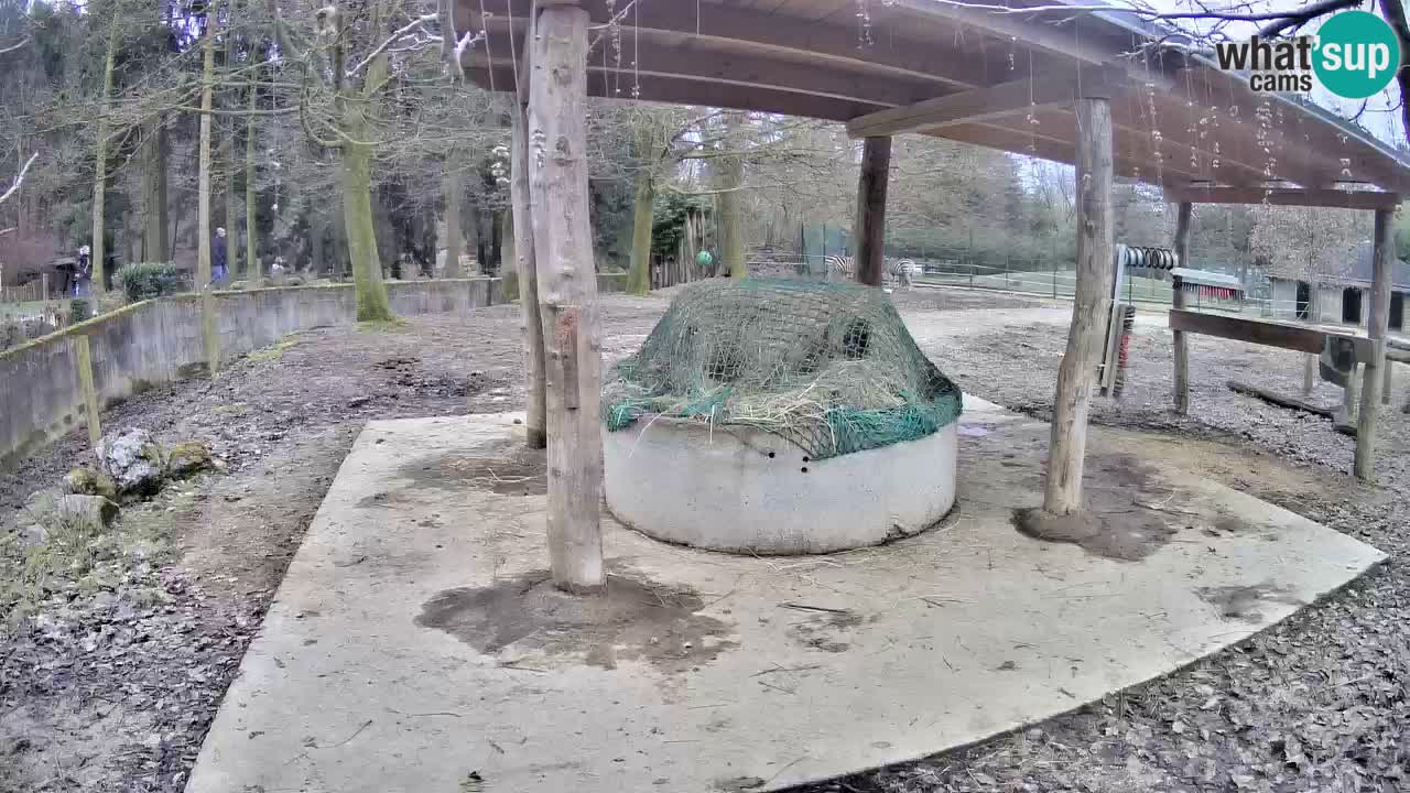 Camera en vivo Cebras in Ljubljana ZOO – Eslovenia