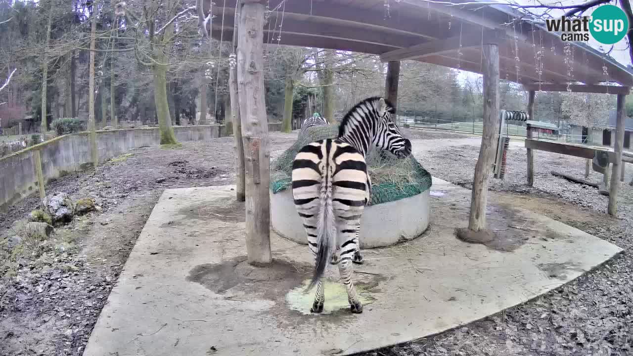 Le Zebre nello ZOO di Ljubljana – Slovenia Live webcam