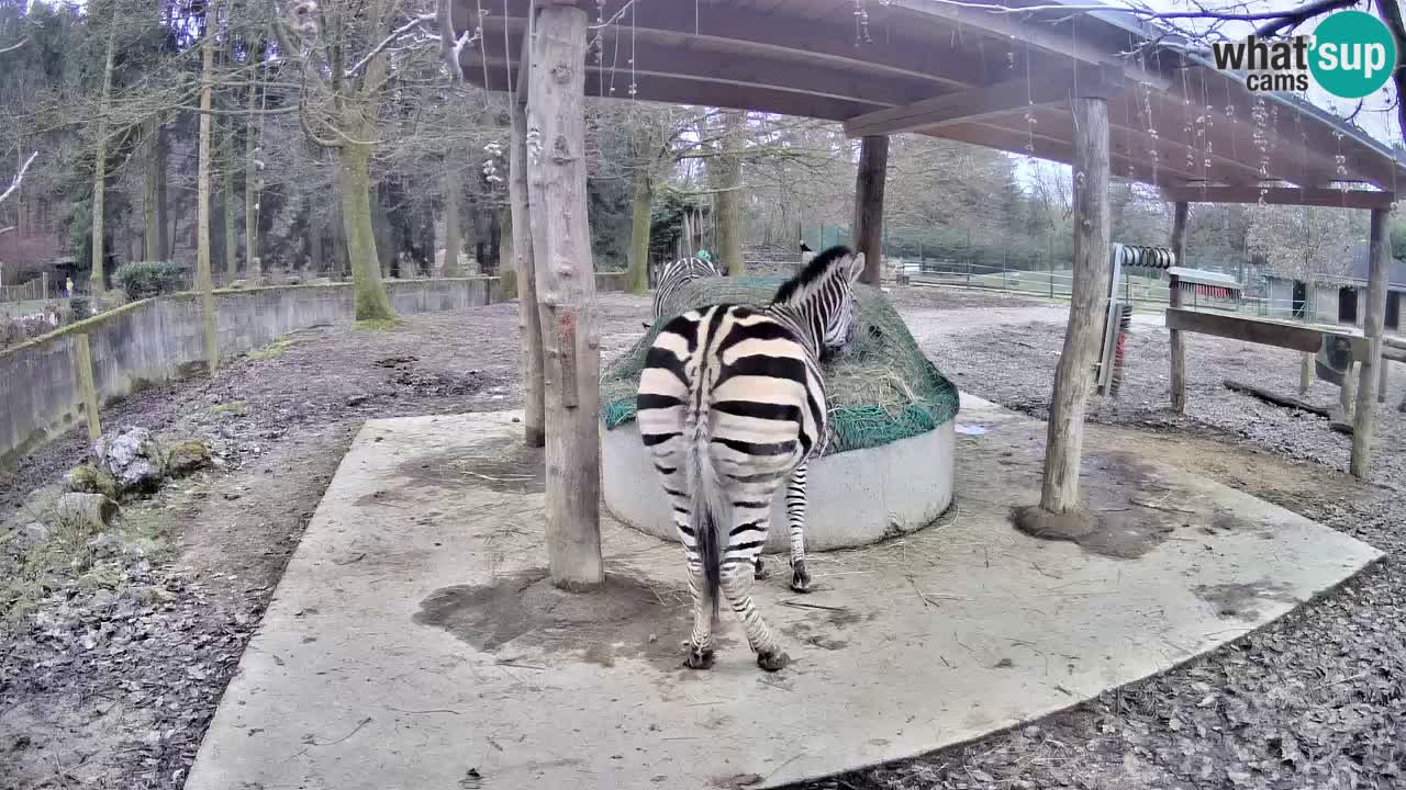 Live Webcam Zebras in Ljubljana ZOO – Slowenien