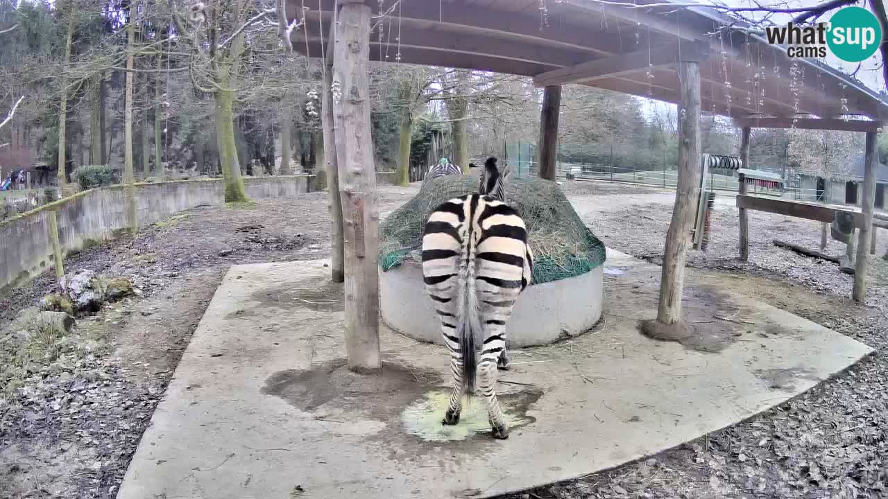 Web kamera uživo Zebras u ZOO Ljubljana – Slovenija