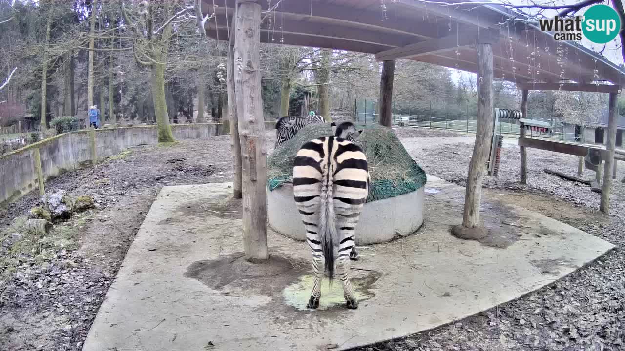 Live Webcam Zebras in Ljubljana ZOO – Slowenien