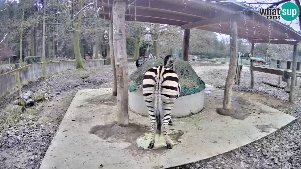 Live webcam Les zèbres in Ljubljana ZOO – Slovénie