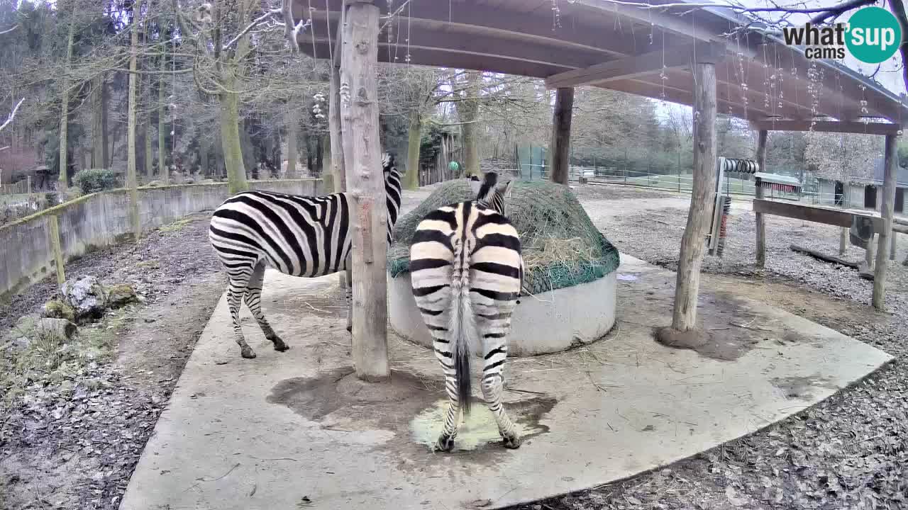 Live Webcam Zebras in Ljubljana ZOO – Slowenien