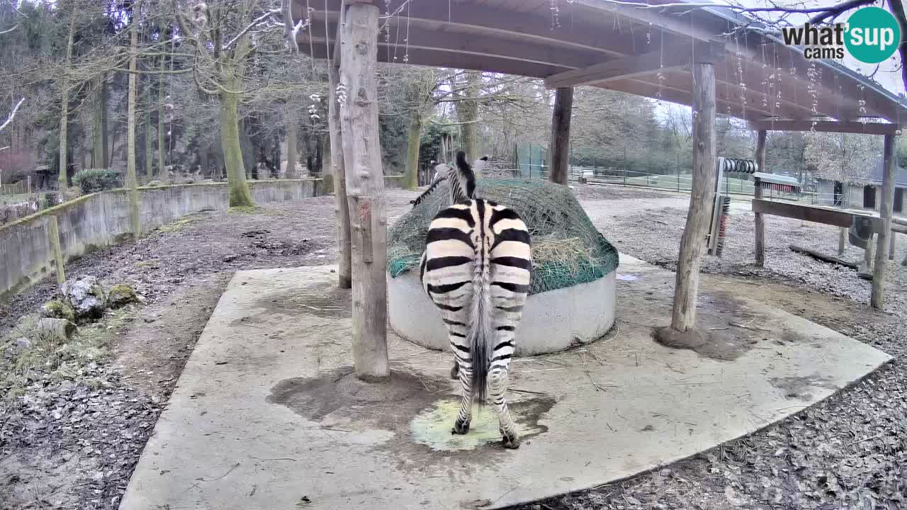 Zebre v živo v živalskem vrtu Ljubljana ZOO spletne kamere