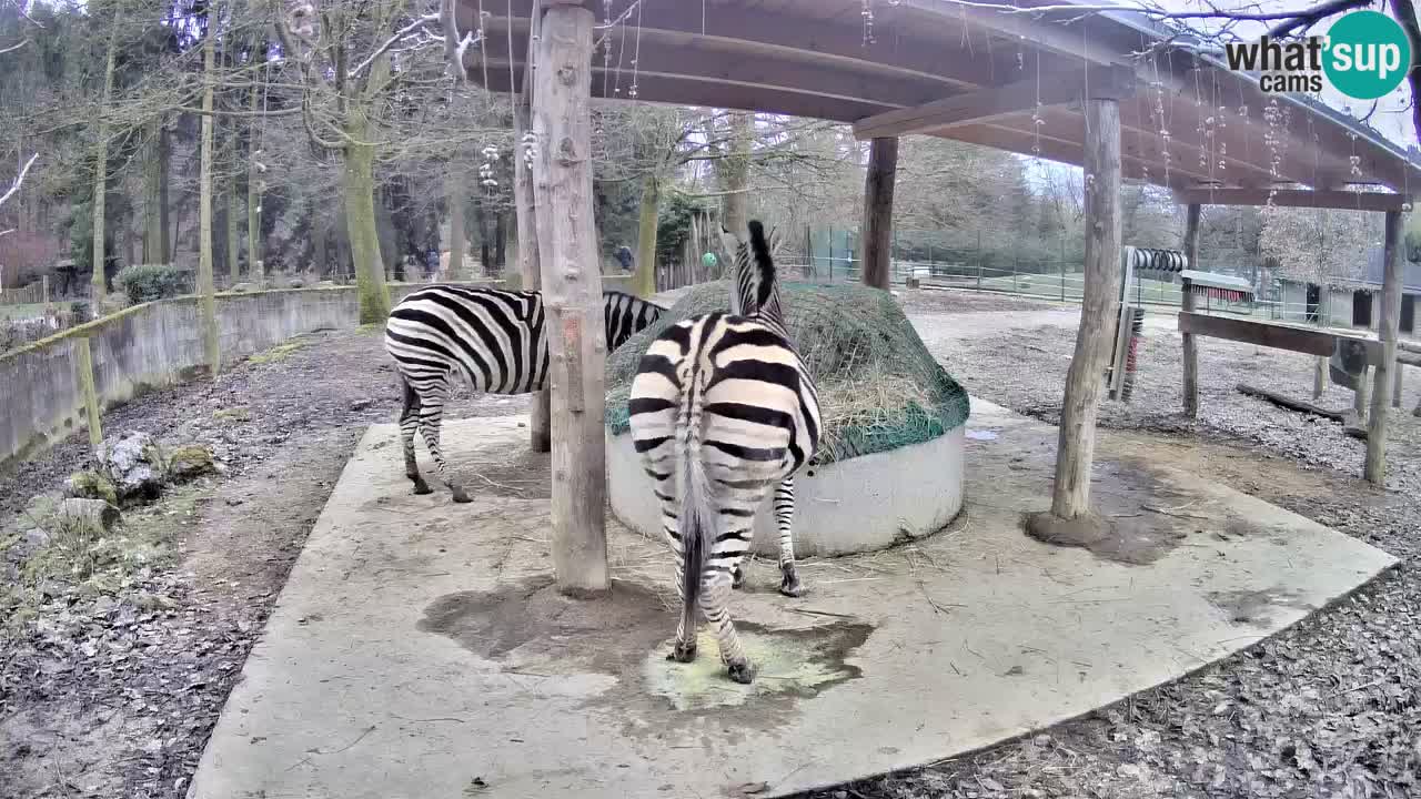 Web kamera uživo Zebras u ZOO Ljubljana – Slovenija