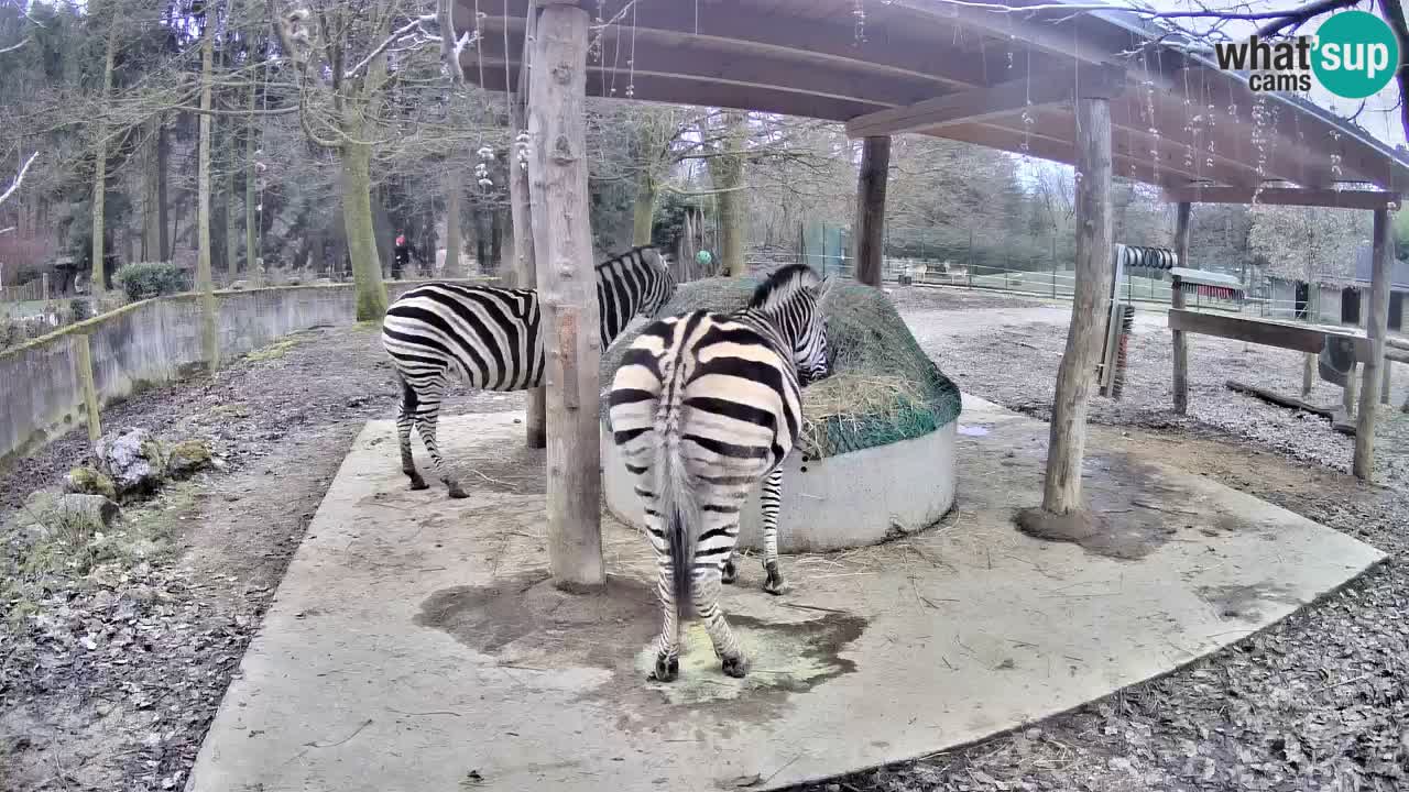 Live webcam Les zèbres in Ljubljana ZOO – Slovénie