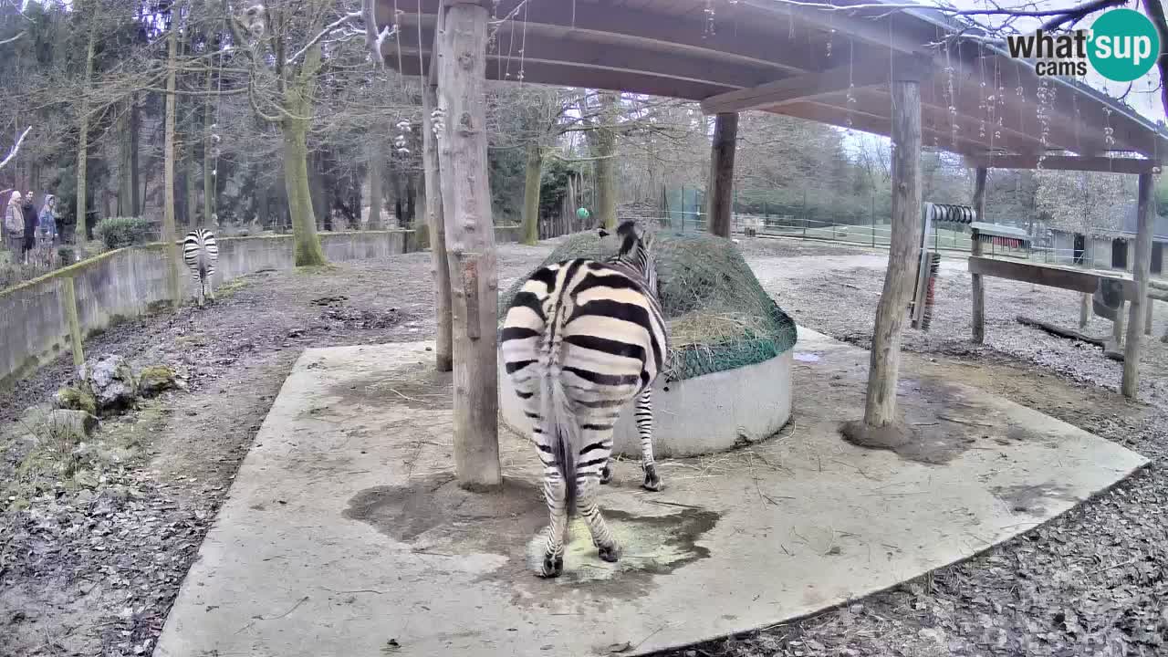 Zebre v živo v živalskem vrtu Ljubljana ZOO spletne kamere