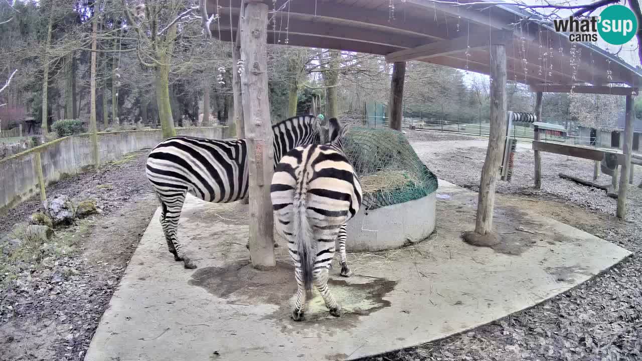 Camera en vivo Cebras in Ljubljana ZOO – Eslovenia