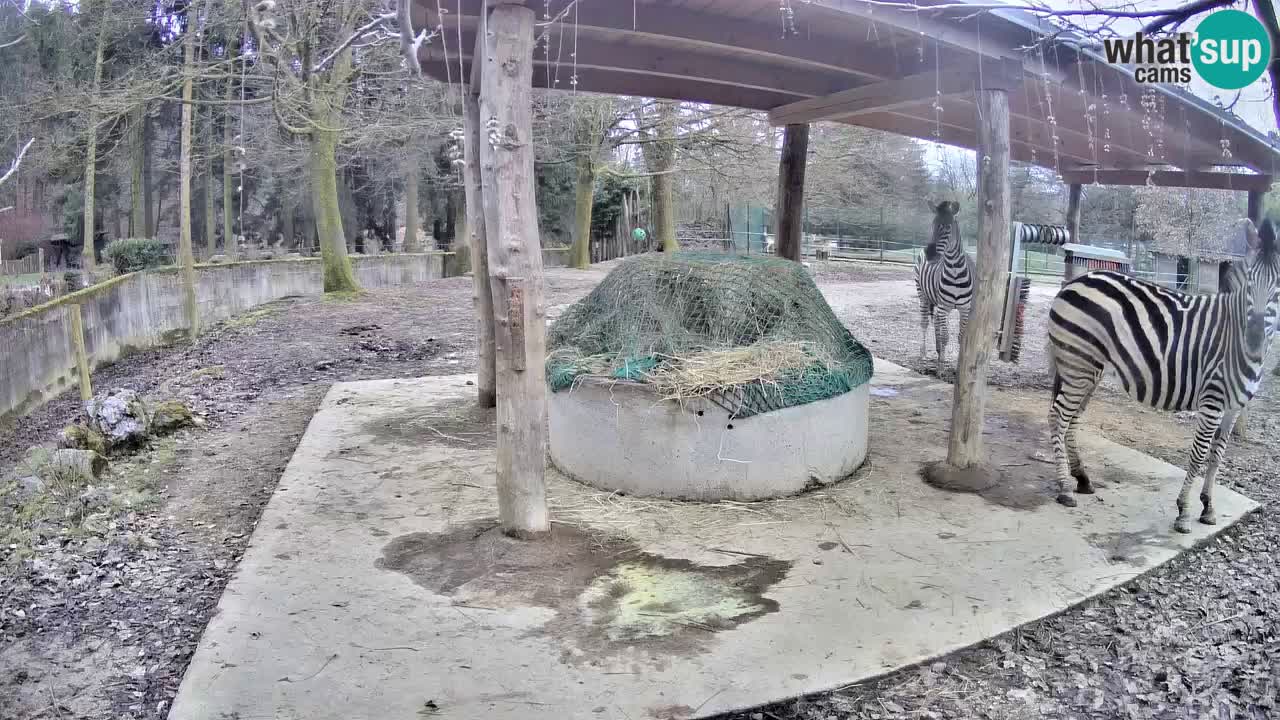 Live webcam Les zèbres in Ljubljana ZOO – Slovénie