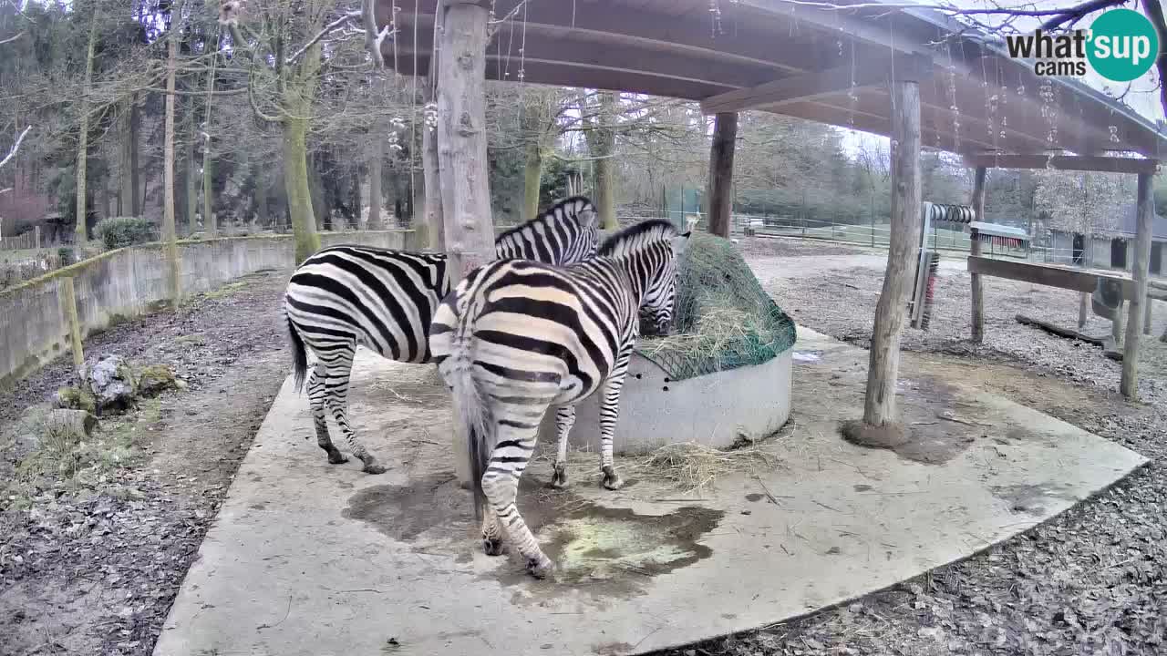 Le Zebre nello ZOO di Ljubljana – Slovenia Live webcam