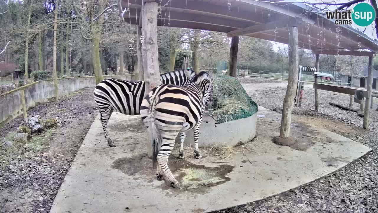 Web kamera uživo Zebras u ZOO Ljubljana – Slovenija