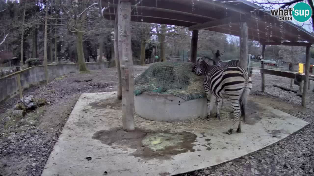 Live webcam Zebras in Ljubljana ZOO – Slovenia