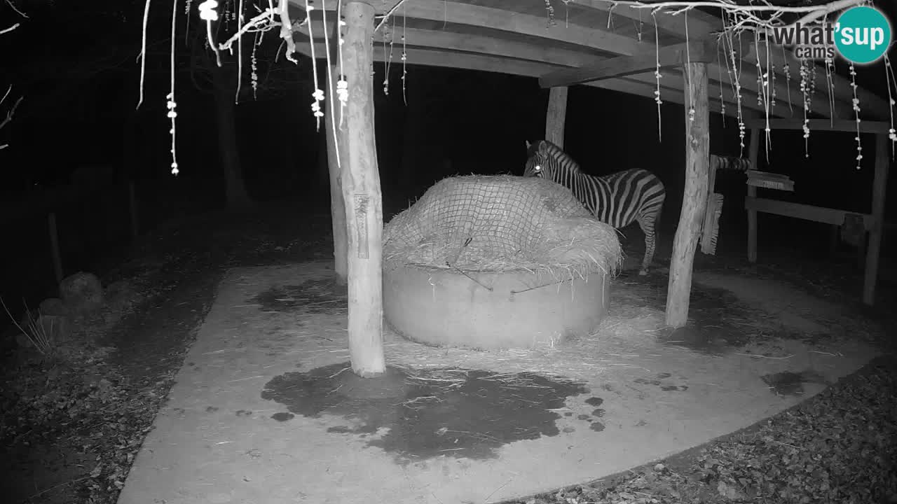 Live Webcam Zebras in Ljubljana ZOO – Slowenien