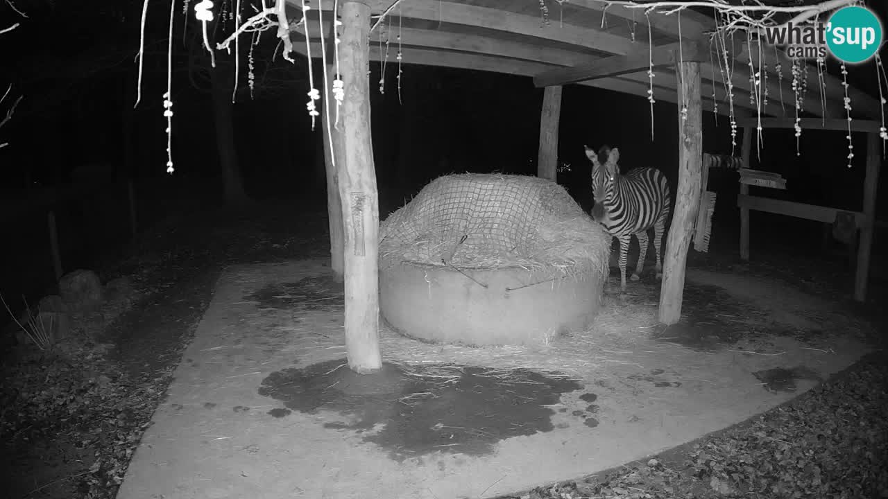 Live Webcam Zebras in Ljubljana ZOO – Slowenien