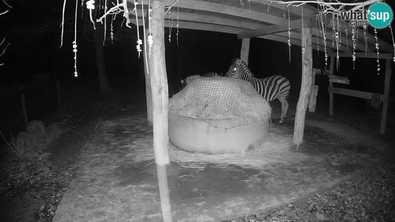 Live webcam Zebras in Ljubljana ZOO – Slovenia