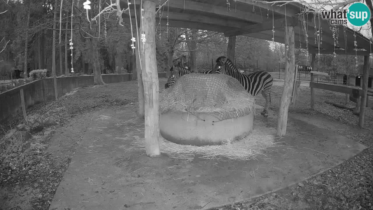 Live webcam Les zèbres in Ljubljana ZOO – Slovénie