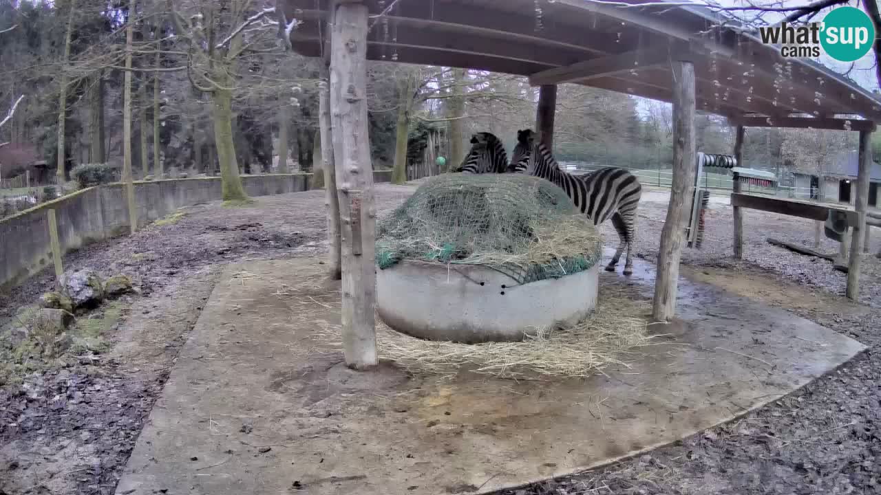 Web kamera uživo Zebras u ZOO Ljubljana – Slovenija