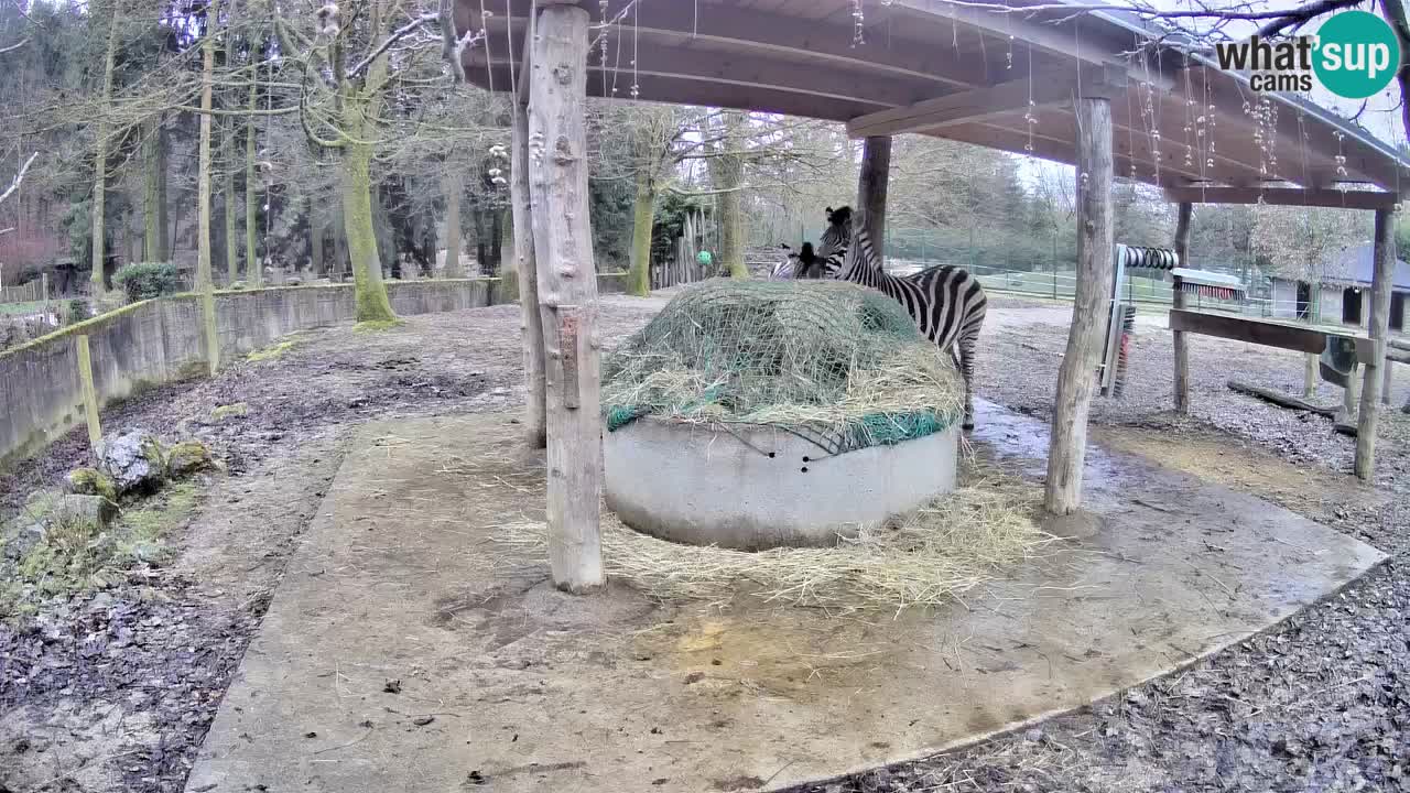 Live webcam Les zèbres in Ljubljana ZOO – Slovénie