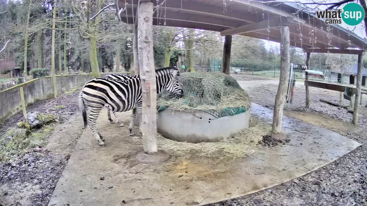 Live webcam Les zèbres in Ljubljana ZOO – Slovénie