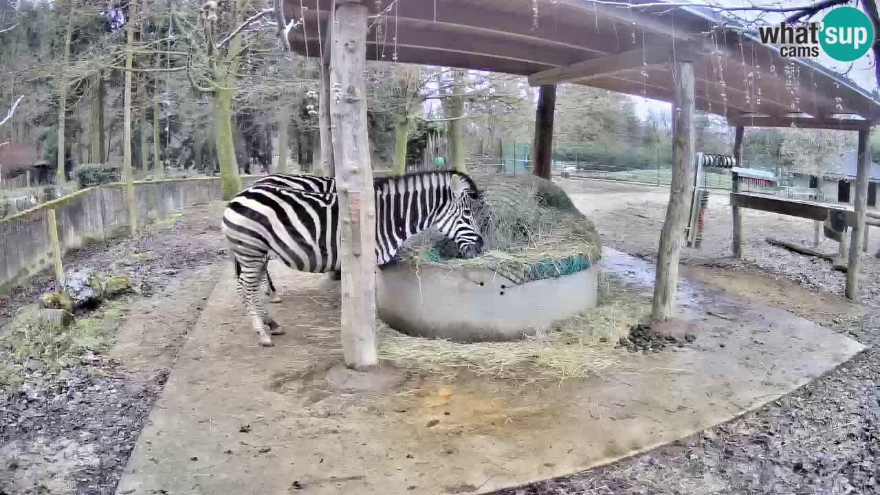 Live webcam Les zèbres in Ljubljana ZOO – Slovénie