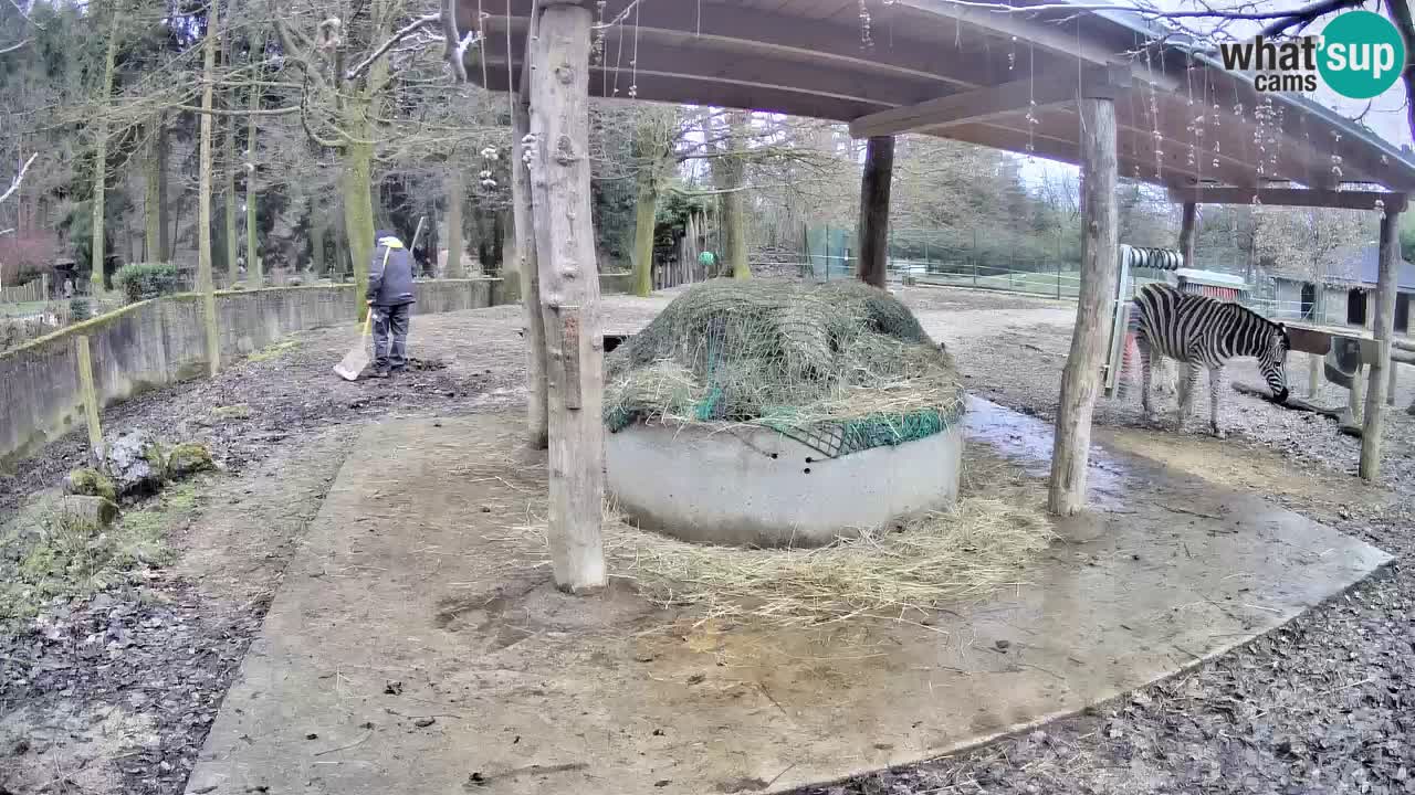 Live webcam Zebras in Ljubljana ZOO – Slovenia