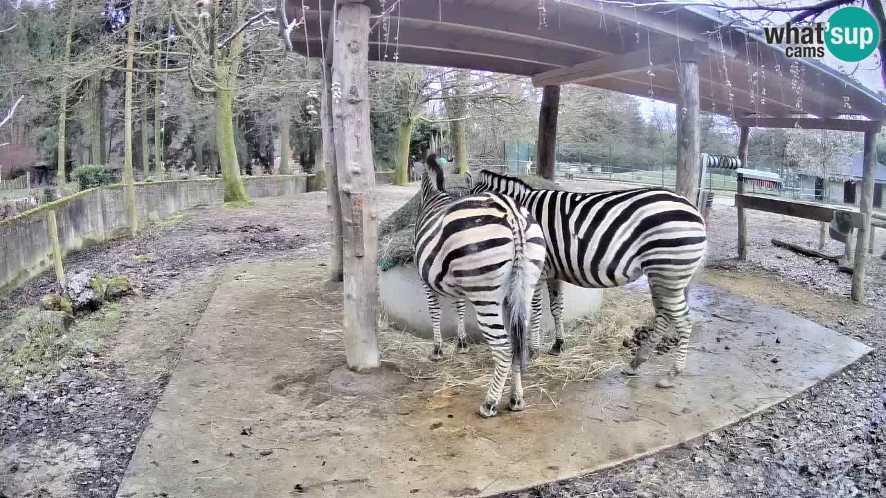 Live webcam Les zèbres in Ljubljana ZOO – Slovénie