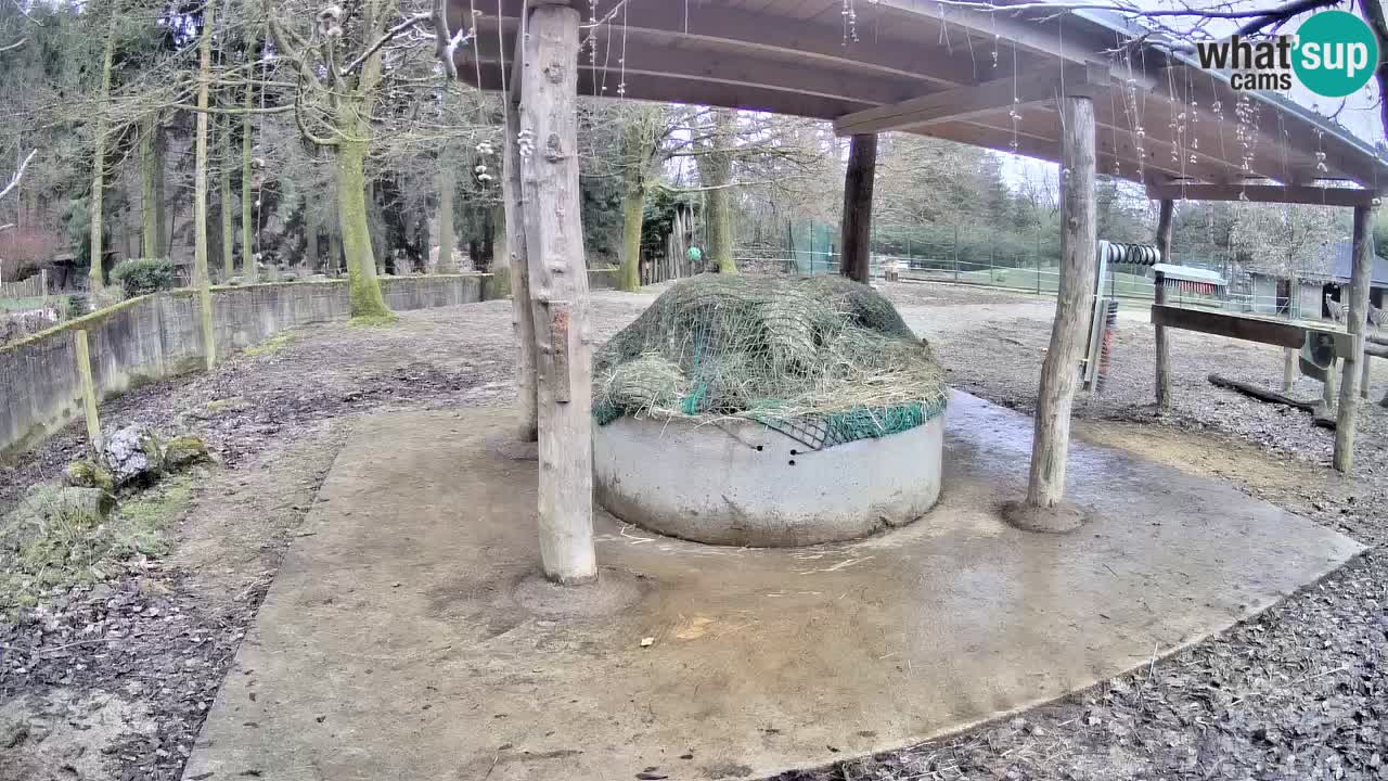 Live webcam Les zèbres in Ljubljana ZOO – Slovénie