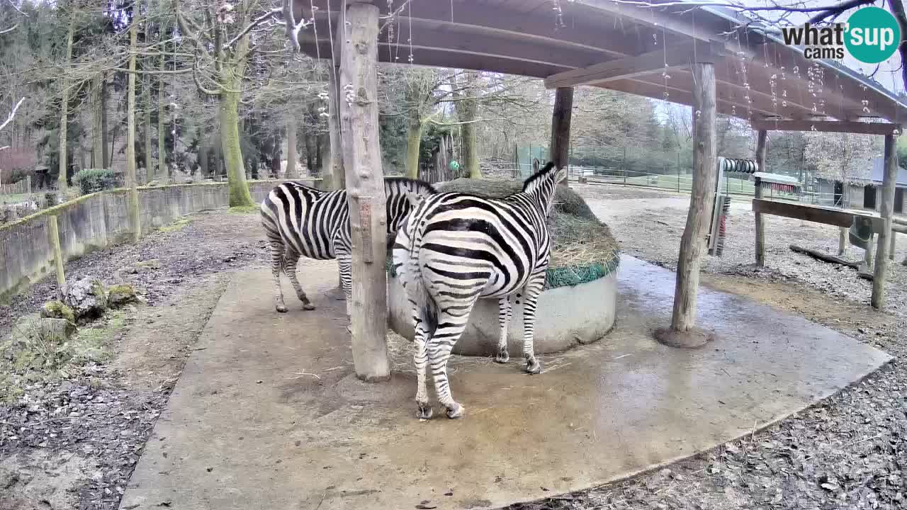 Live Webcam Zebras in Ljubljana ZOO – Slowenien