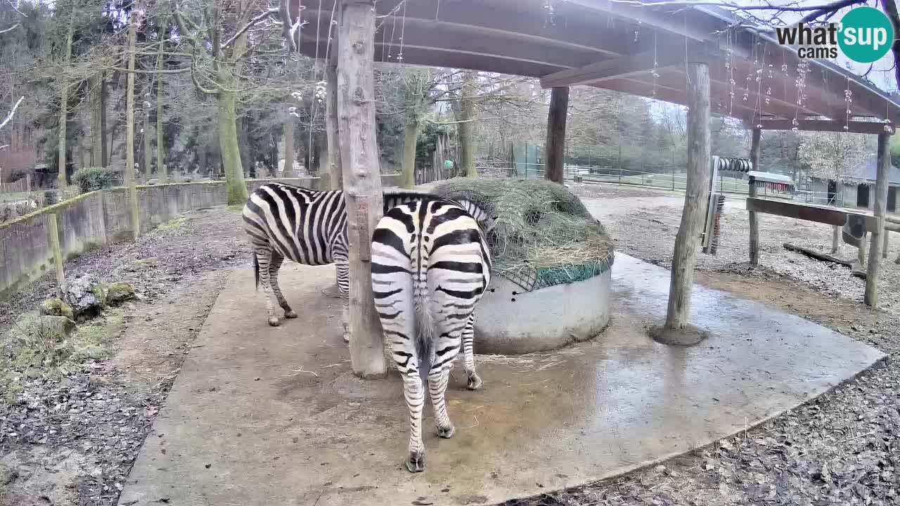 Live webcam Les zèbres in Ljubljana ZOO – Slovénie