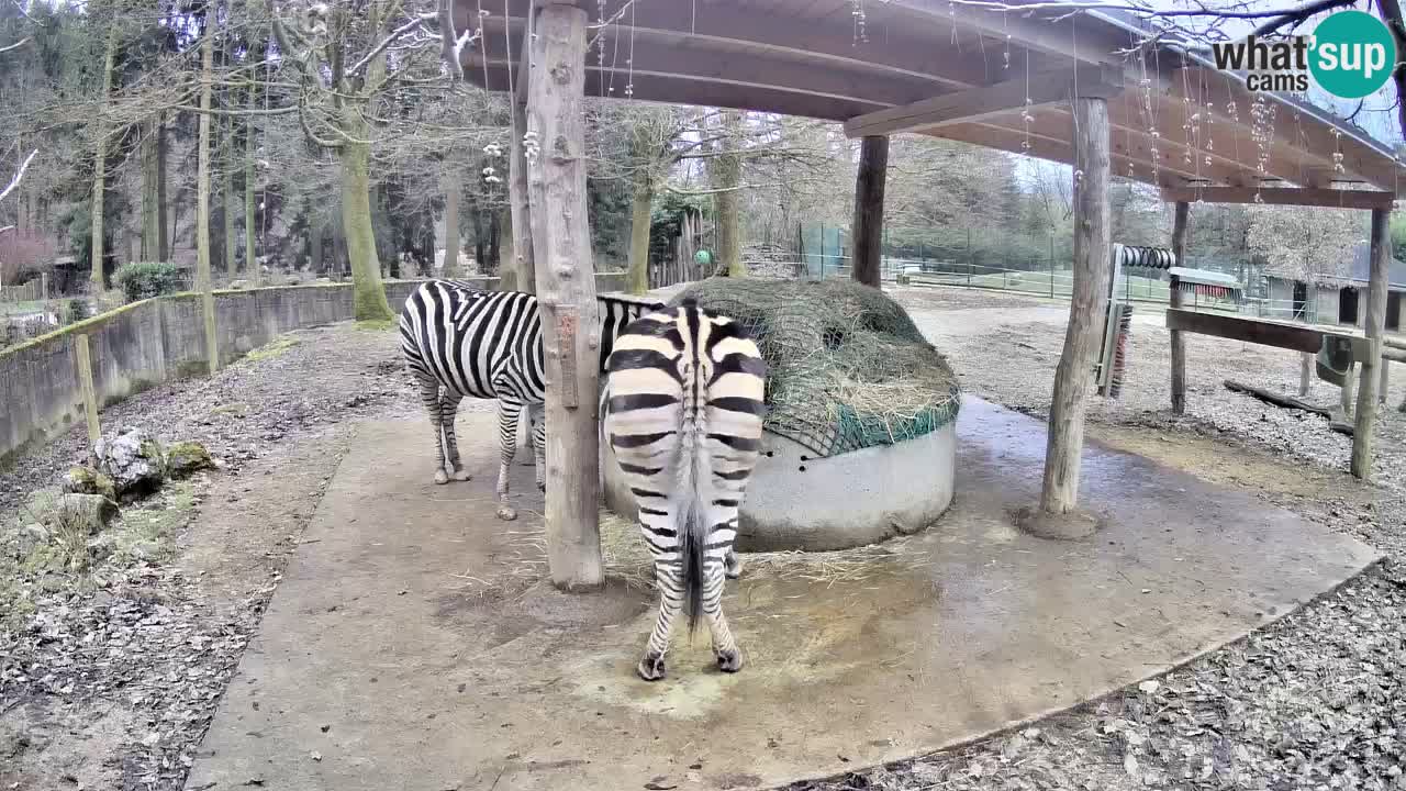 Live Webcam Zebras in Ljubljana ZOO – Slowenien