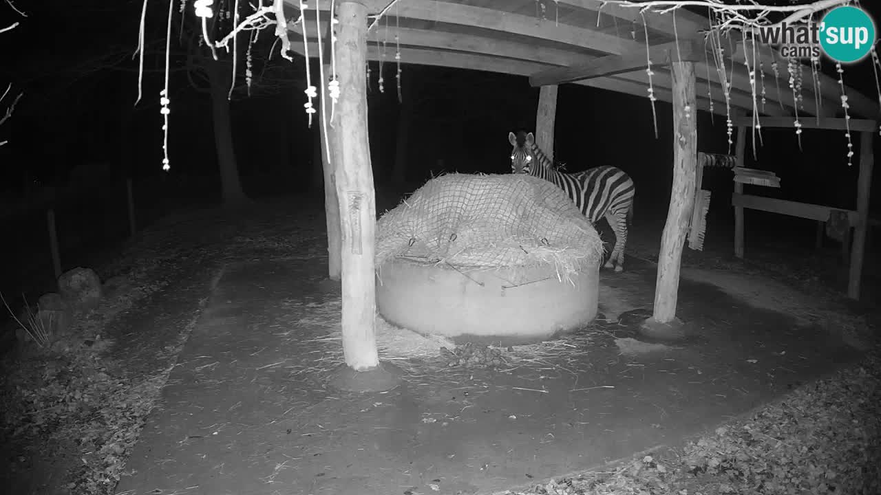 Live webcam Zebras in Ljubljana ZOO – Slovenia