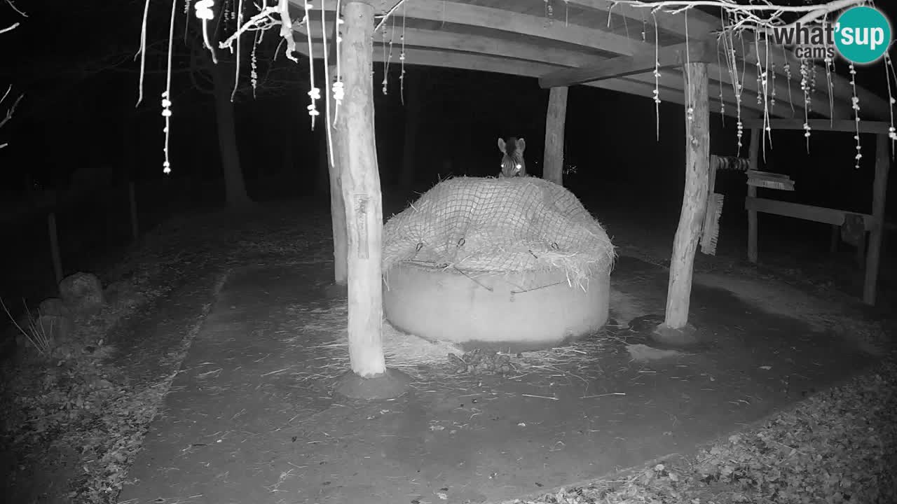 Live Webcam Zebras in Ljubljana ZOO – Slowenien