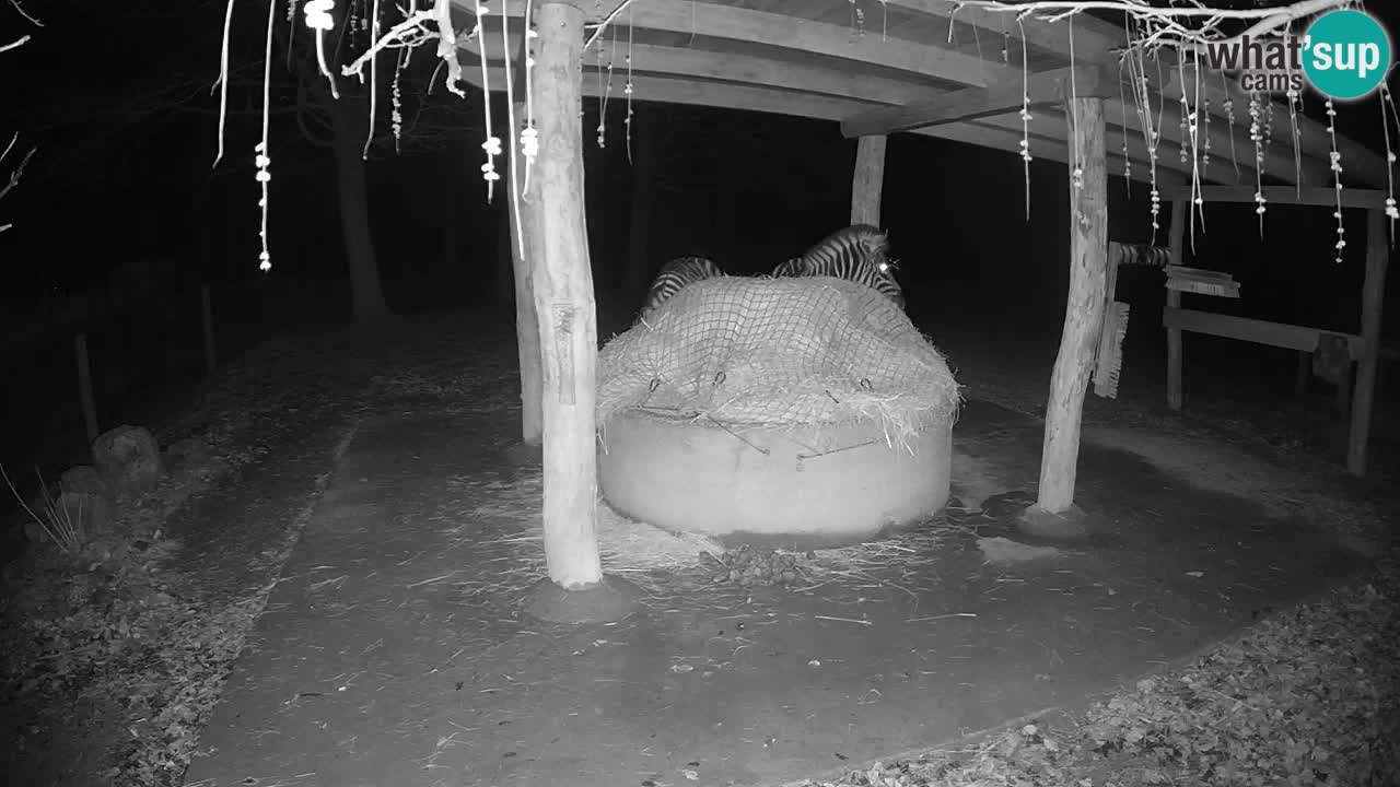 Live webcam Zebras in Ljubljana ZOO – Slovenia