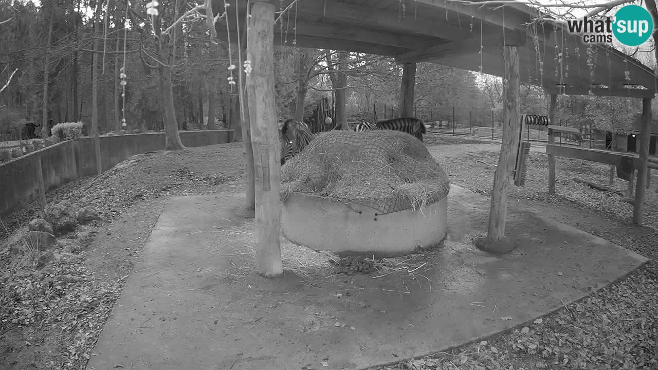 Zebre v živo v živalskem vrtu Ljubljana ZOO spletne kamere