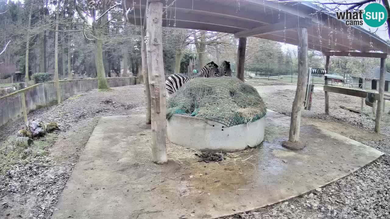 Camera en vivo Cebras in Ljubljana ZOO – Eslovenia