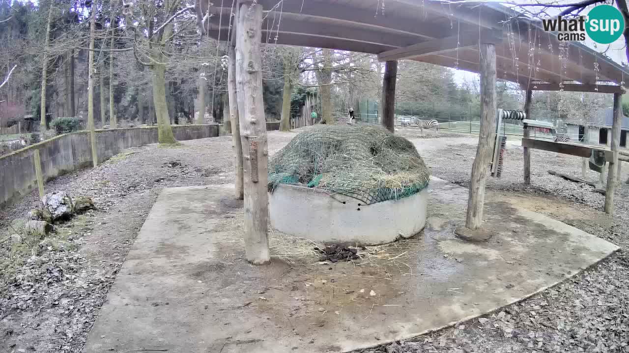 Zebre v živo v živalskem vrtu Ljubljana ZOO spletne kamere