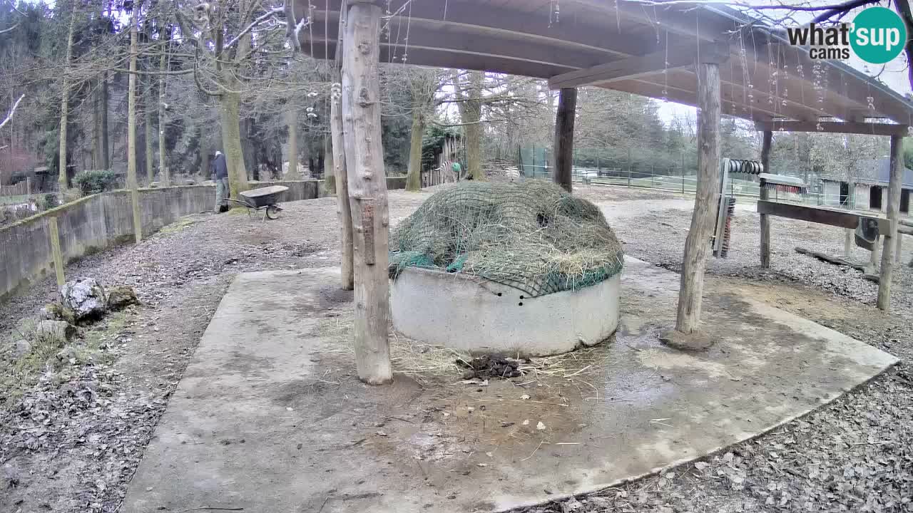 Live Webcam Zebras in Ljubljana ZOO – Slowenien