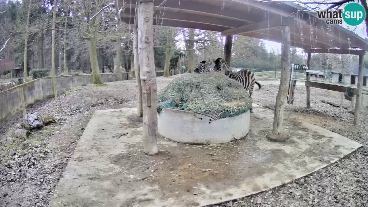 Web kamera uživo Zebras u ZOO Ljubljana – Slovenija