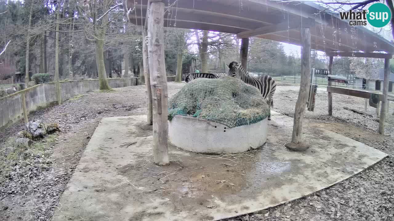 Le Zebre nello ZOO di Ljubljana – Slovenia Live webcam