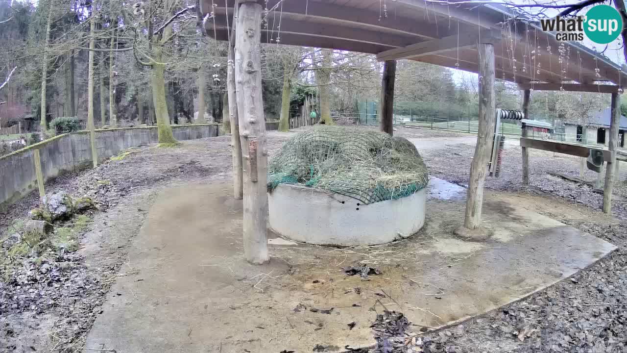 Zebre v živo v živalskem vrtu Ljubljana ZOO spletne kamere