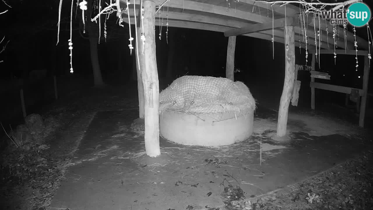 Live webcam Les zèbres in Ljubljana ZOO – Slovénie