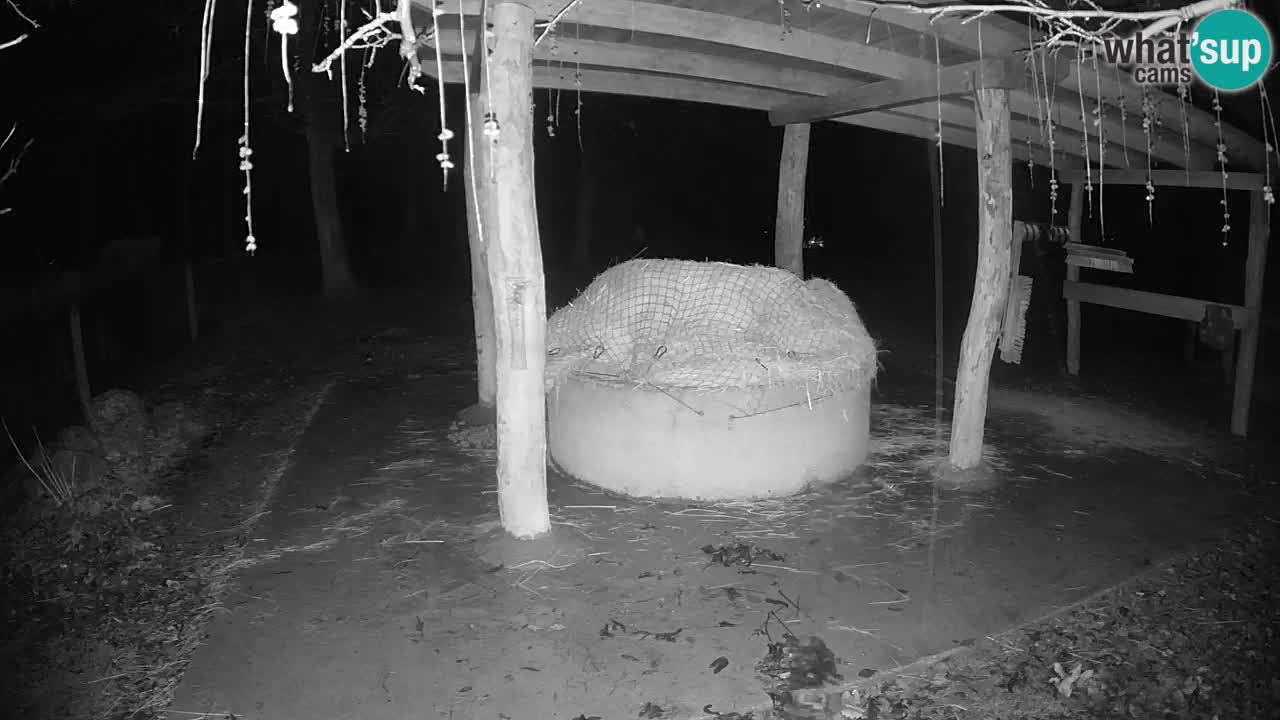 Live webcam Les zèbres in Ljubljana ZOO – Slovénie