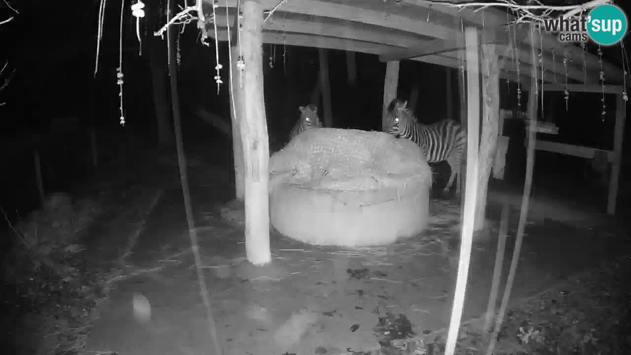 Live webcam Zebras in Ljubljana ZOO – Slovenia