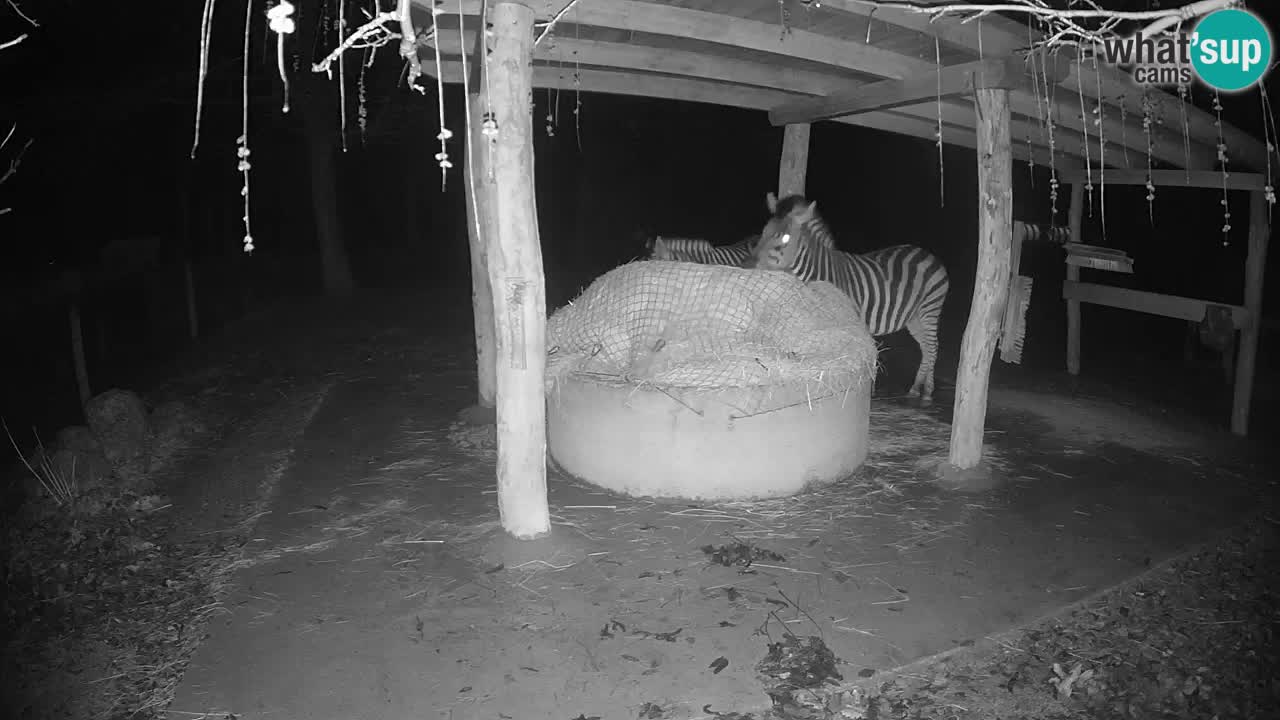 Live Webcam Zebras in Ljubljana ZOO – Slowenien