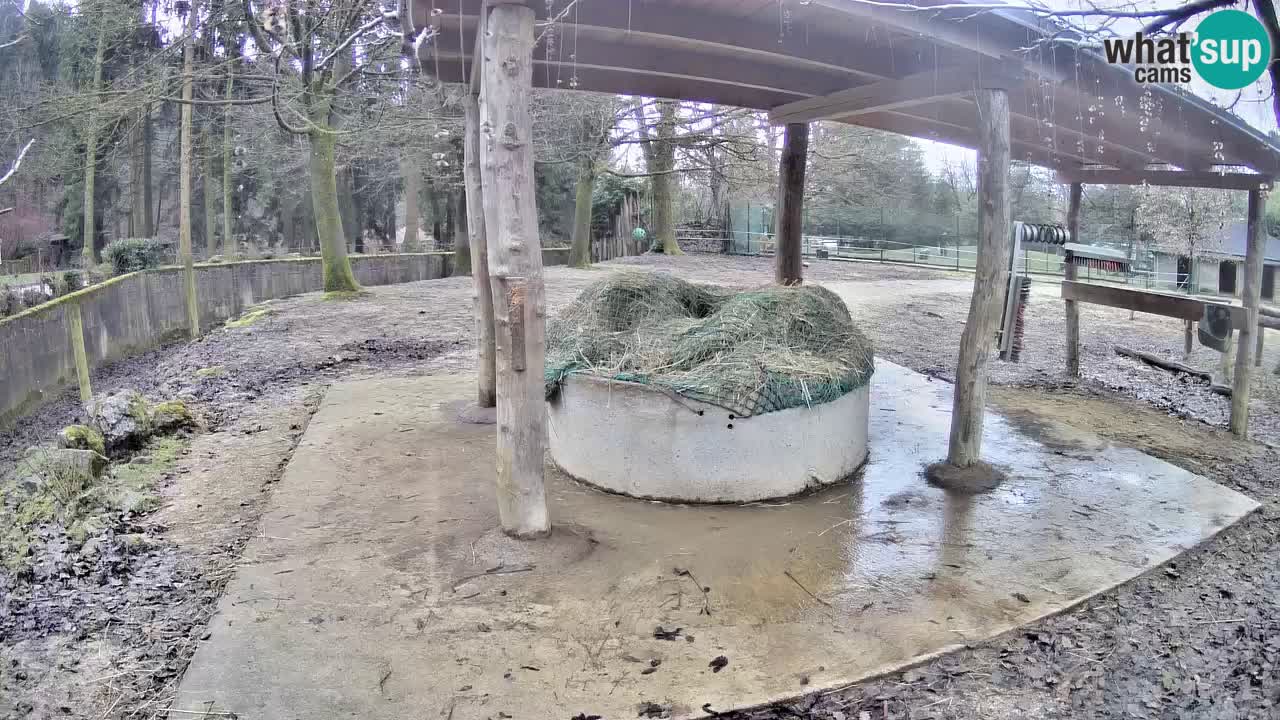 Zebre v živo v živalskem vrtu Ljubljana ZOO spletne kamere