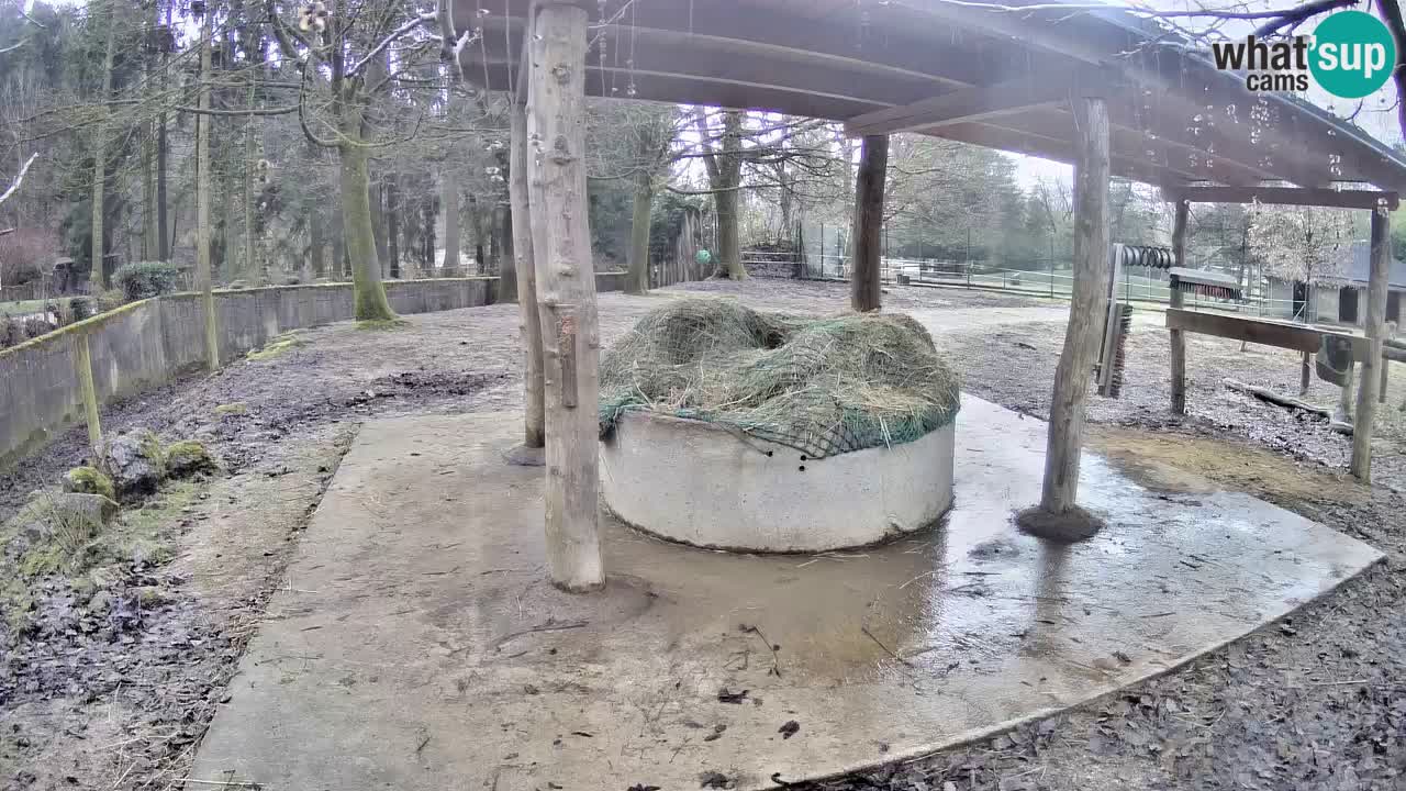 Camera en vivo Cebras in Ljubljana ZOO – Eslovenia