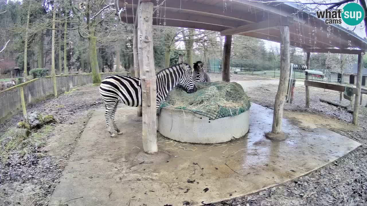 Live webcam Zebras in Ljubljana ZOO – Slovenia