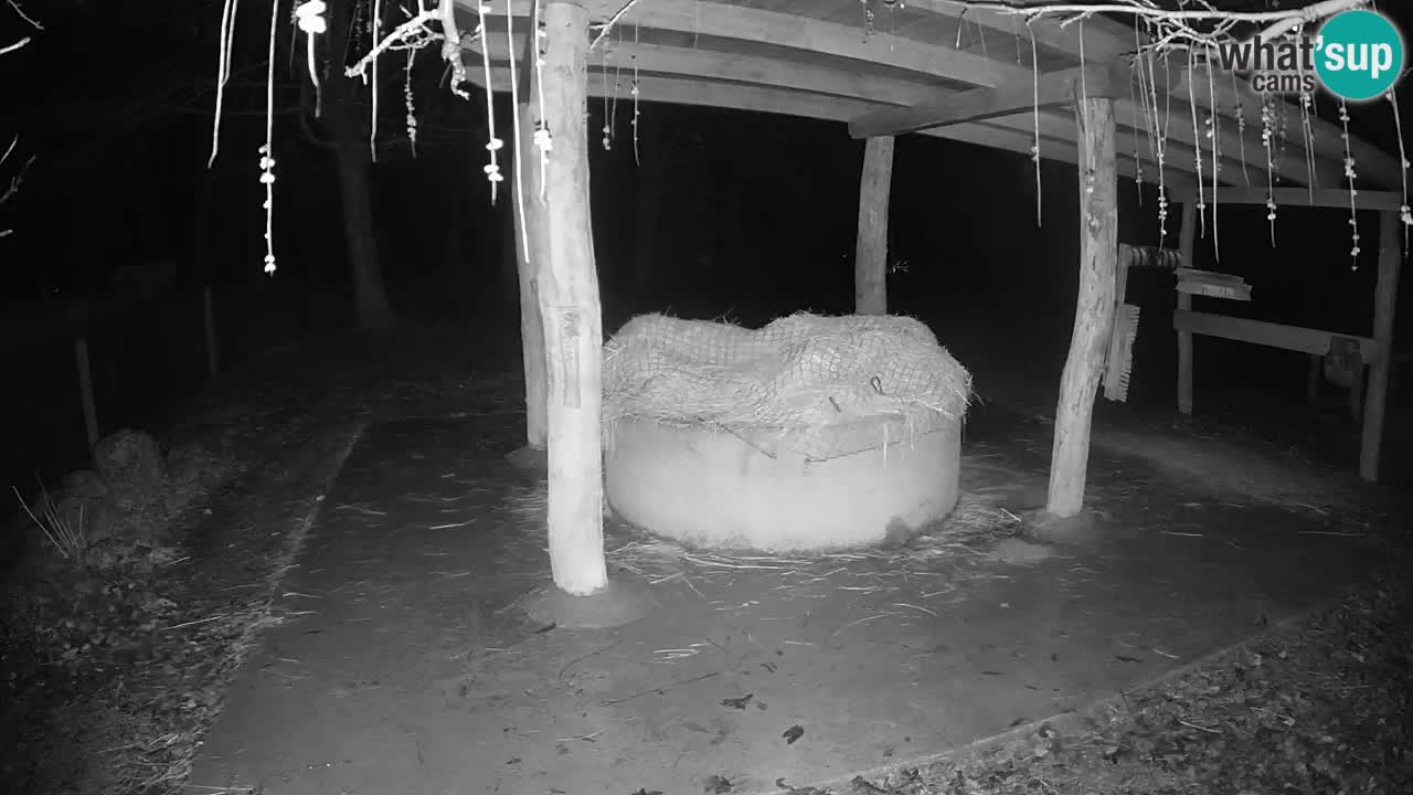 Live webcam Les zèbres in Ljubljana ZOO – Slovénie