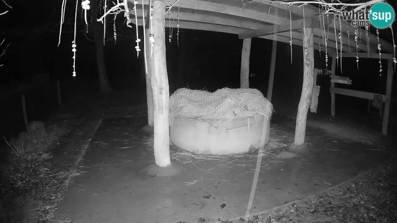 Live webcam Zebras in Ljubljana ZOO – Slovenia