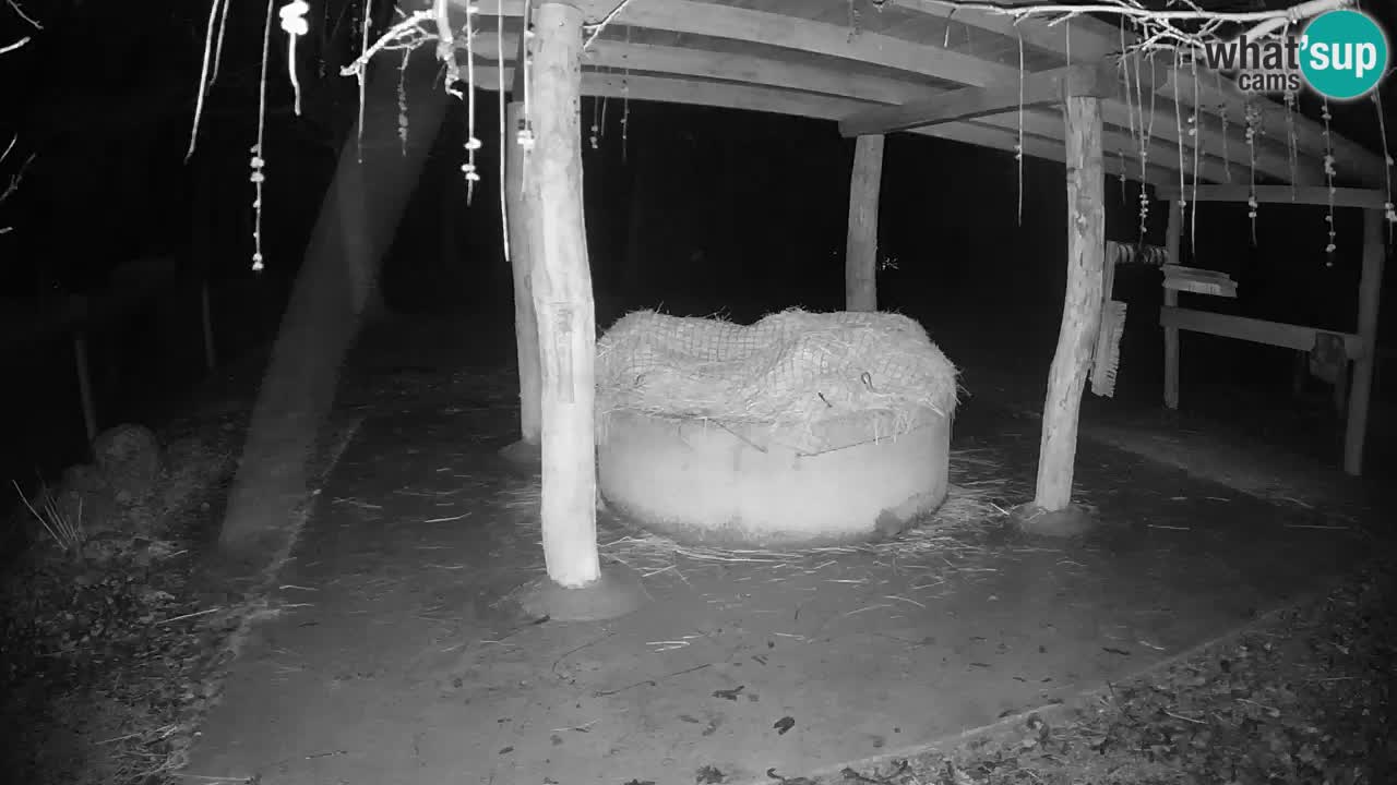 Live webcam Les zèbres in Ljubljana ZOO – Slovénie